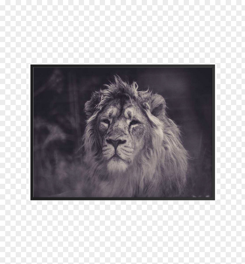 Lions Printing YouTube Person Author Psychology Business PNG