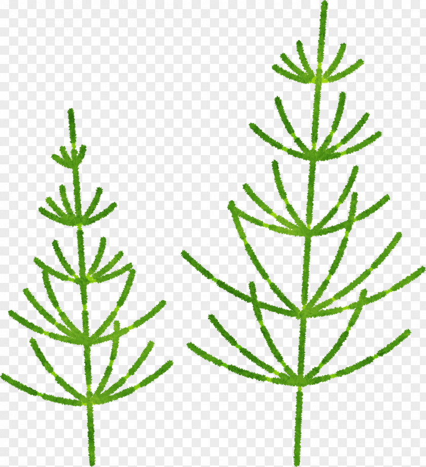 Plant Stem Twig Leaf Herbal Medicine Subshrub PNG