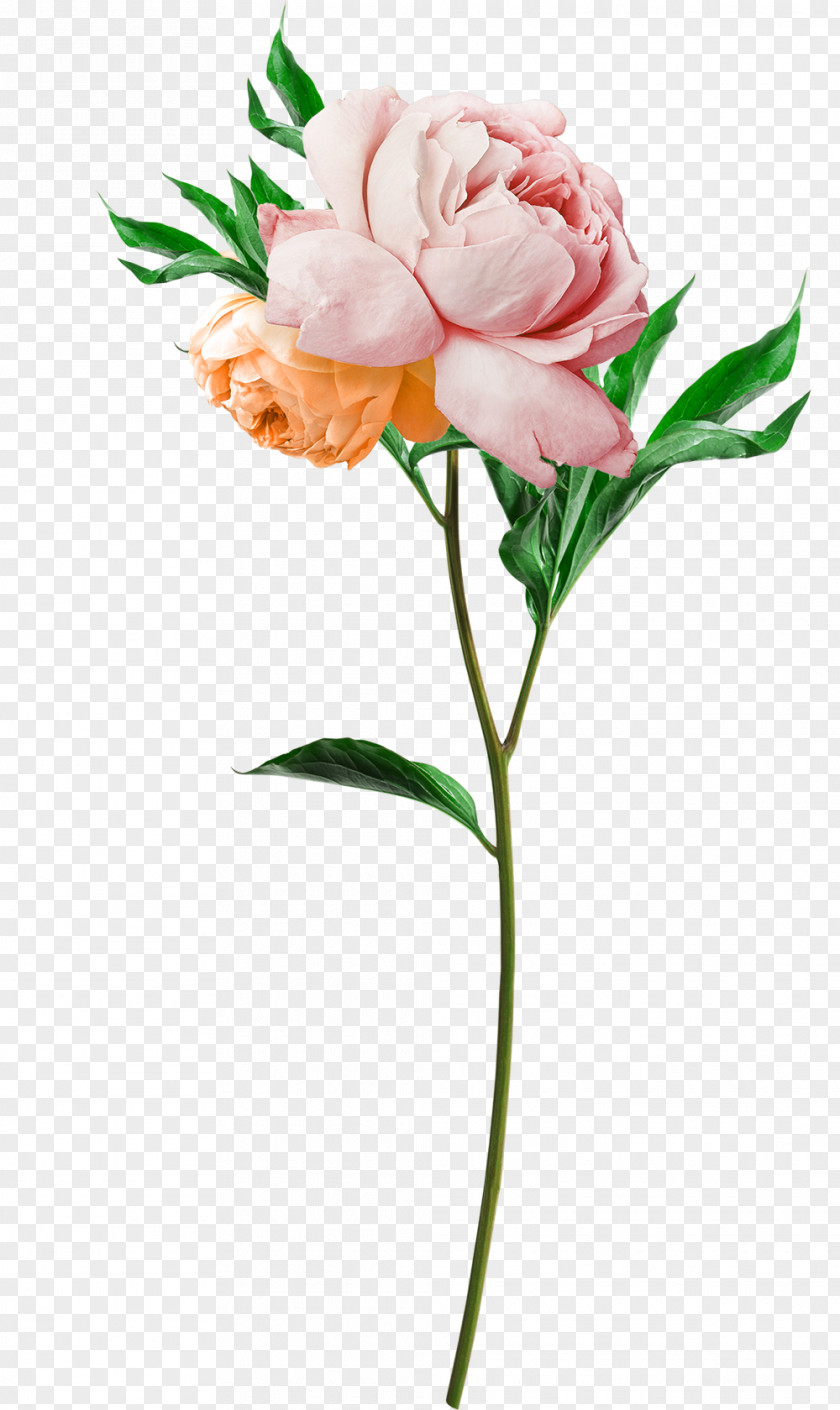 Rose Peony Flower Jurlique Taobao Tmall PNG