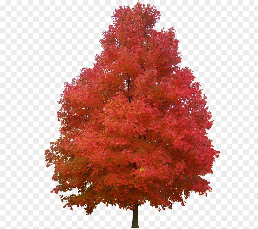 Sugar Maple Red Tree Paper Plant PNG