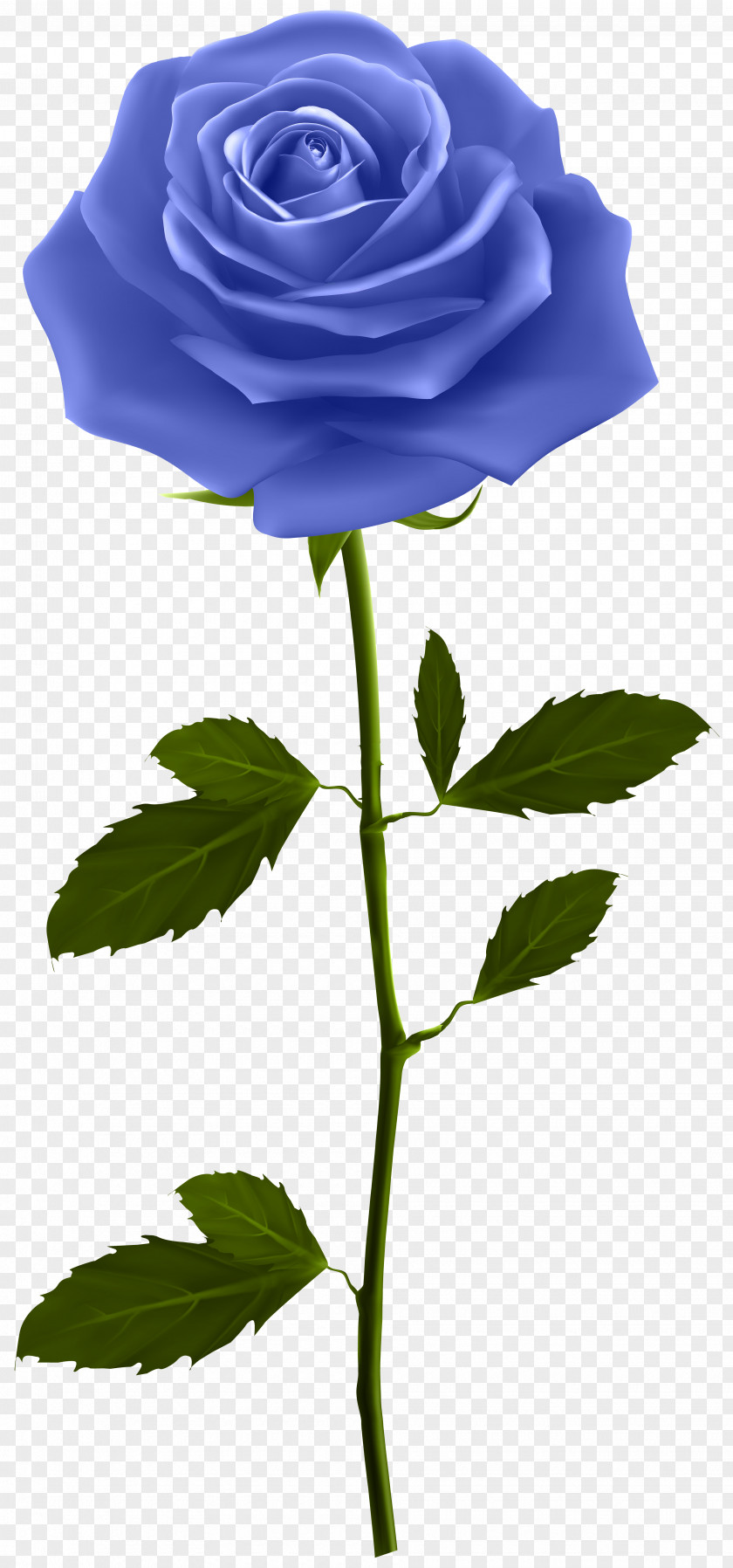 Blue Rose With Stem Clip Art Image Flower PNG