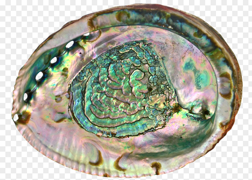 PEARL SHELL Abalone Mussel Clam Oyster Shellfish PNG