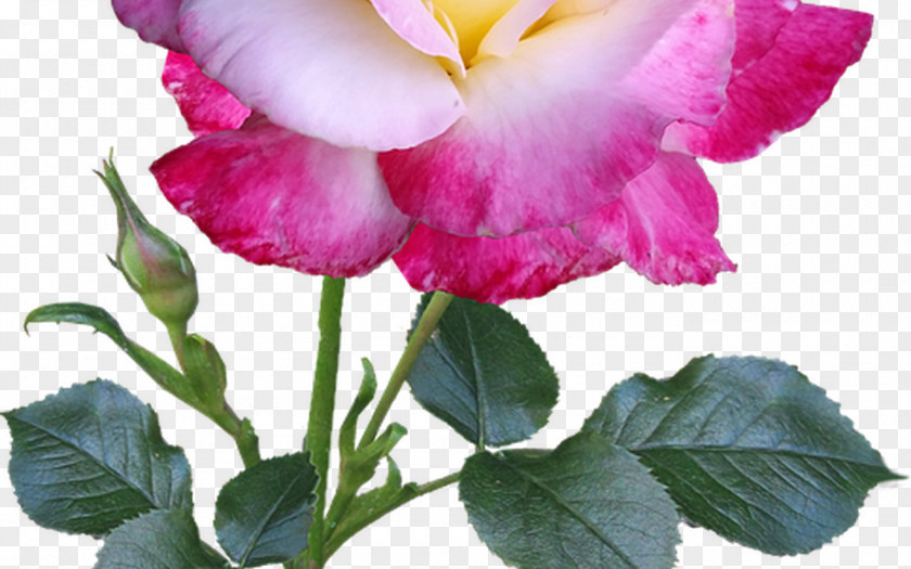 Rose Transparent Stem Garden Roses Image Flower Plant PNG