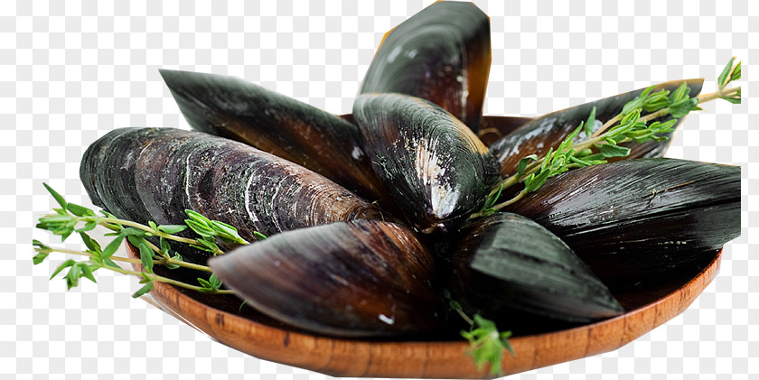 Shellfish Food Seafood Background PNG