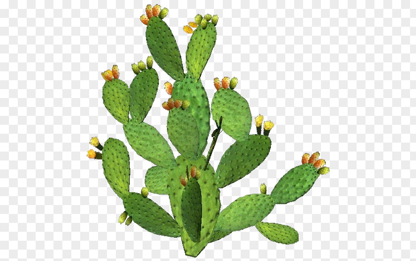 Suculent Barbary Fig Eastern Prickly Pear Plant Nopal Stenocereus Thurberi PNG