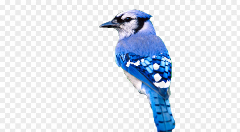 Bird Blue Jay Beak PNG