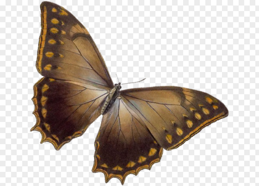 Brown Butterfly Paper Polilla Maison Musxe9e PNG