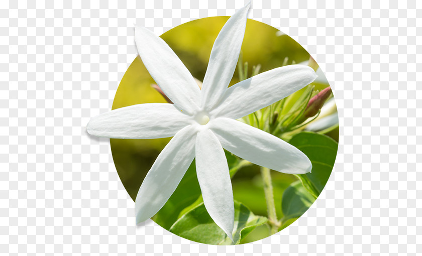Oil Essential Aromatherapy Young Living Jasmine PNG