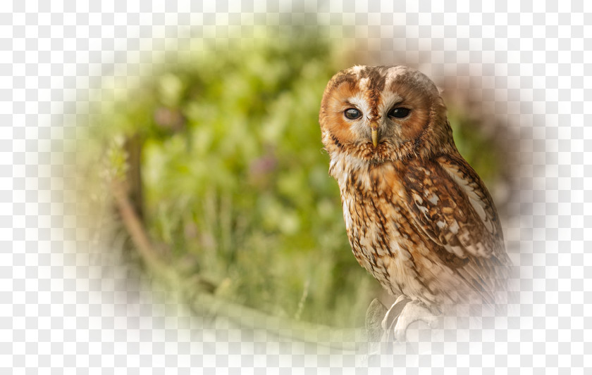 Owl Tawny Bird Desktop Wallpaper Cute Owls PNG