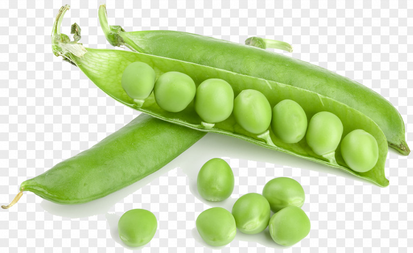 Pigeon Pea Hyacinth Bean Background Green PNG