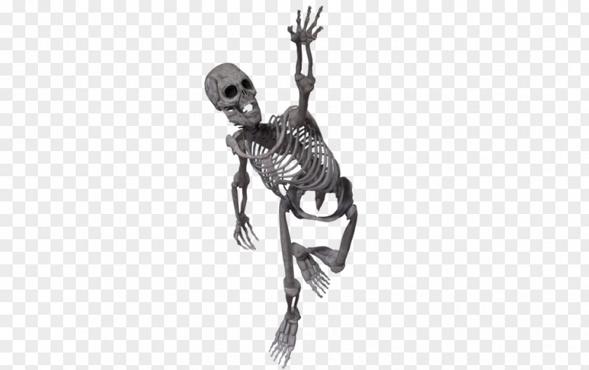 Skeleton Face Human Skull PNG