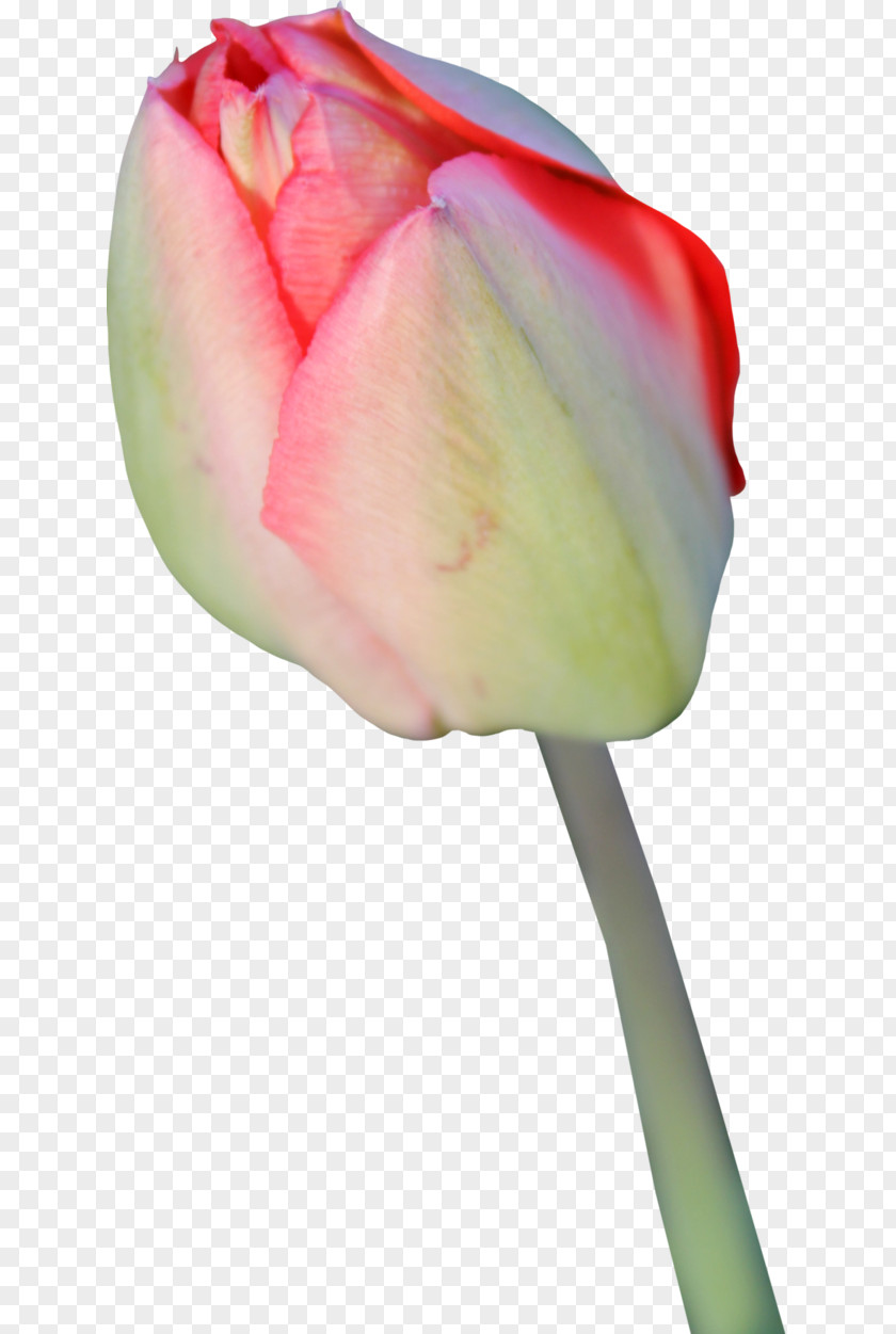 Tulips Tulip Flower Display Resolution PNG