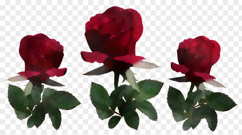 Garden Roses PNG