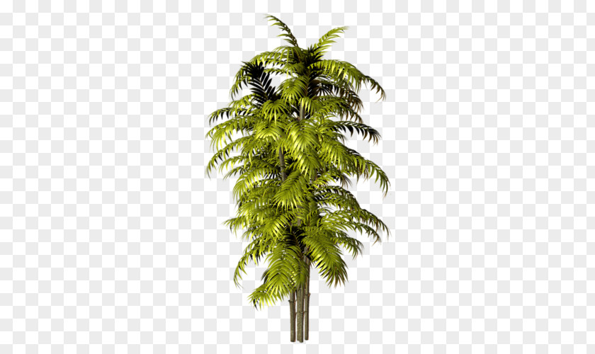 Green Palm Tree PNG palm tree clipart PNG