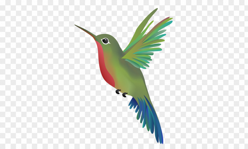 Humming Bird Wandering Hummingbird Massage Beak Parrot PNG