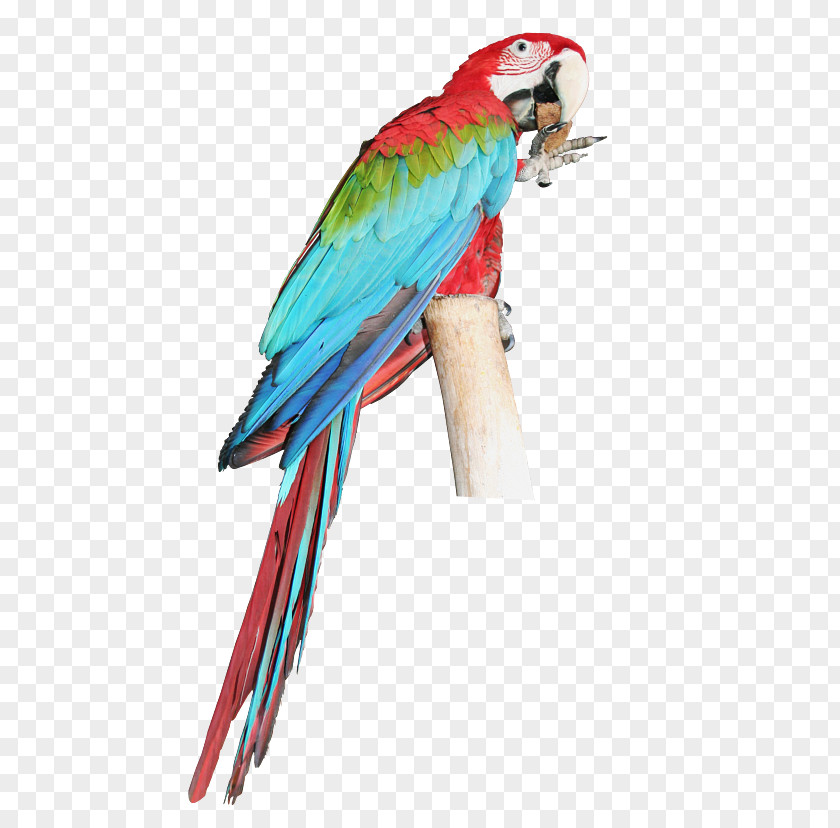Macaw Parrot Bird Budgerigar Parakeet PNG