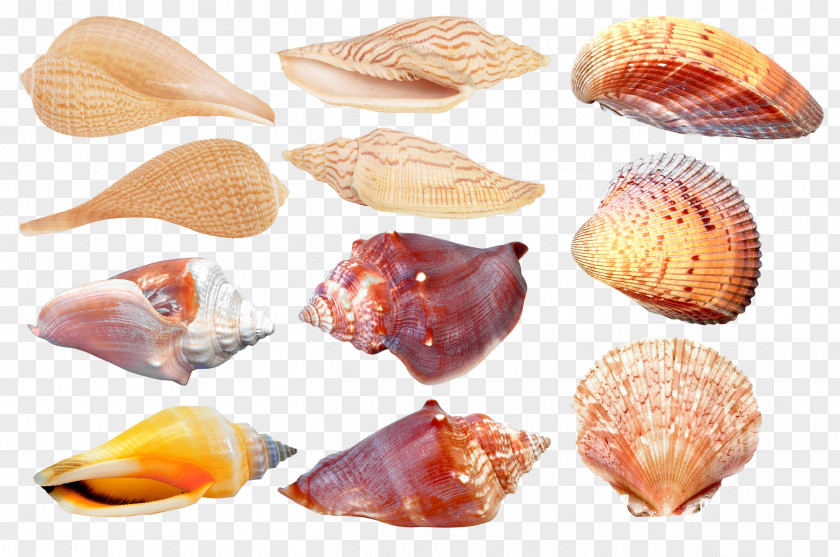 Oyster Seashell Cockle Conchology Clam PNG