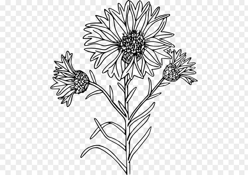 Perennial Plant Chamomile Drawing Of Family PNG