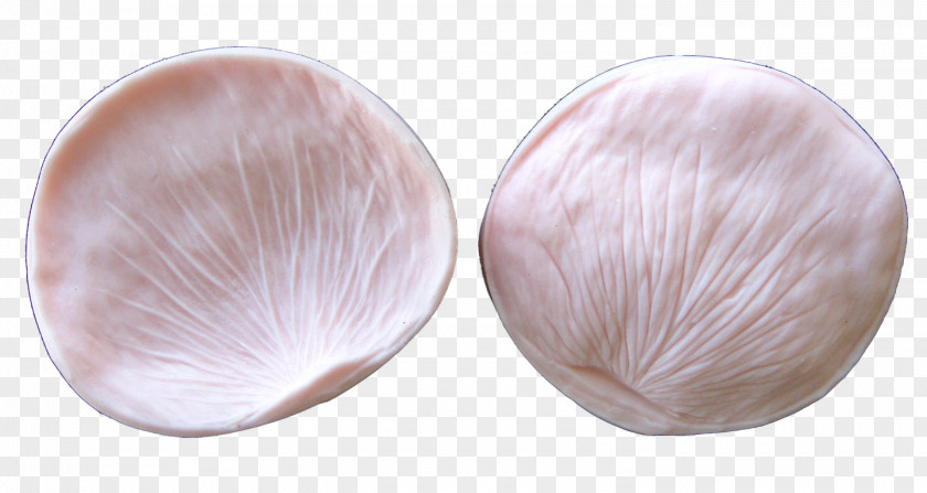 Rose Petal Skin Tableware PNG