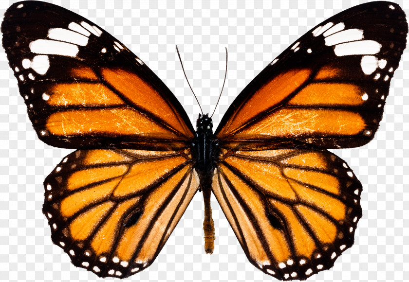 Watercolor Butterfly Monarch Insect PNG