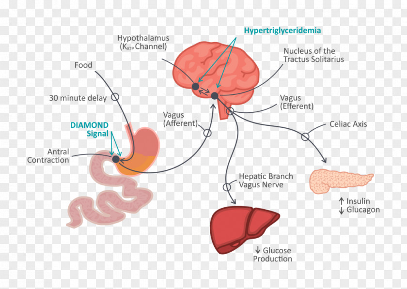 Brain Gut–brain Axis Gastrointestinal Tract Human Psicobiótico PNG