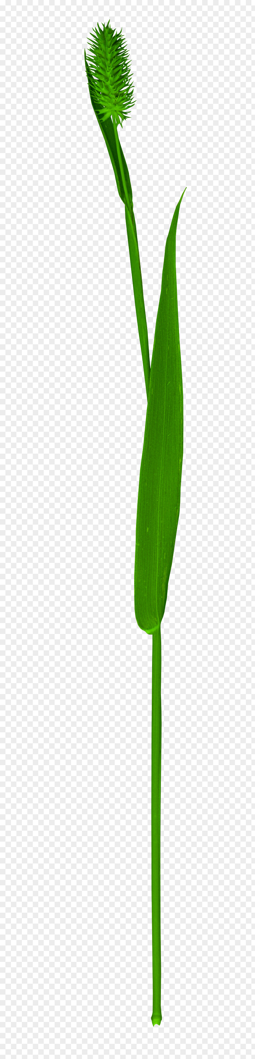 Green Grass Leaf Plant Stem Flower PNG