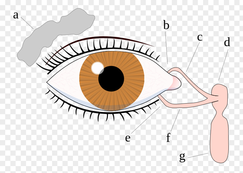 Tears Eyelid Lacrimal Canaliculi Nasolacrimal Duct PNG