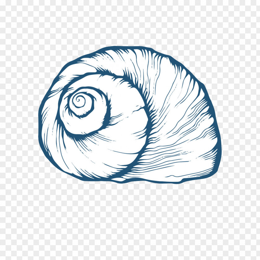 Conch Seashell Oyster Drawing PNG