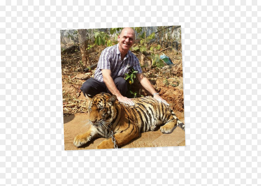 Tiger Cat Fauna Terrestrial Animal Wildlife PNG