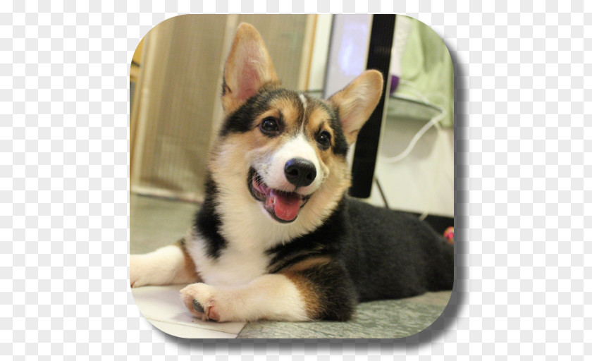 Corgi Pembroke Welsh Cardigan Puppy Desktop Wallpaper PNG