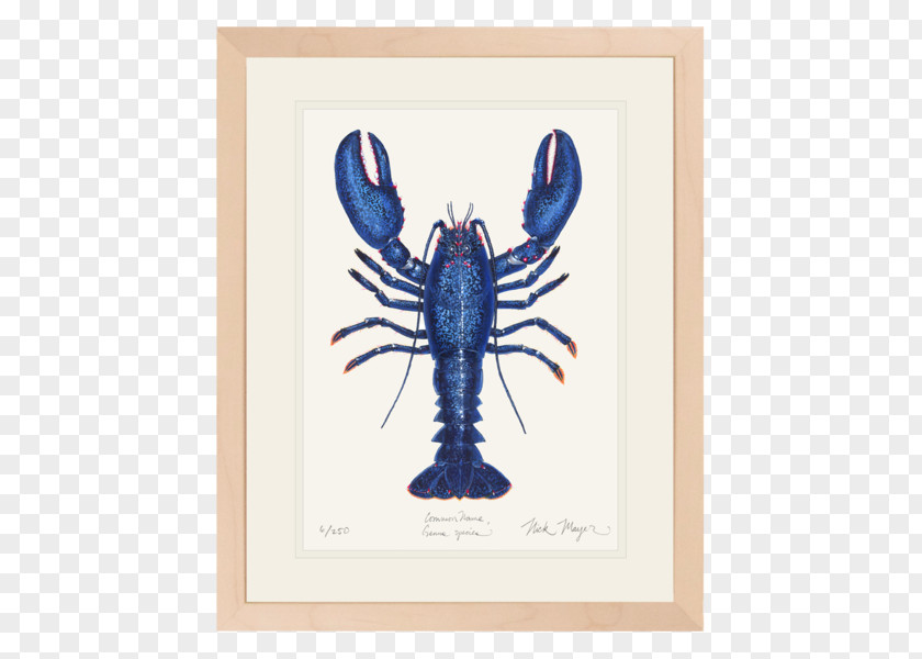 Crab American Lobster Watercolor Painting Decapoda PNG