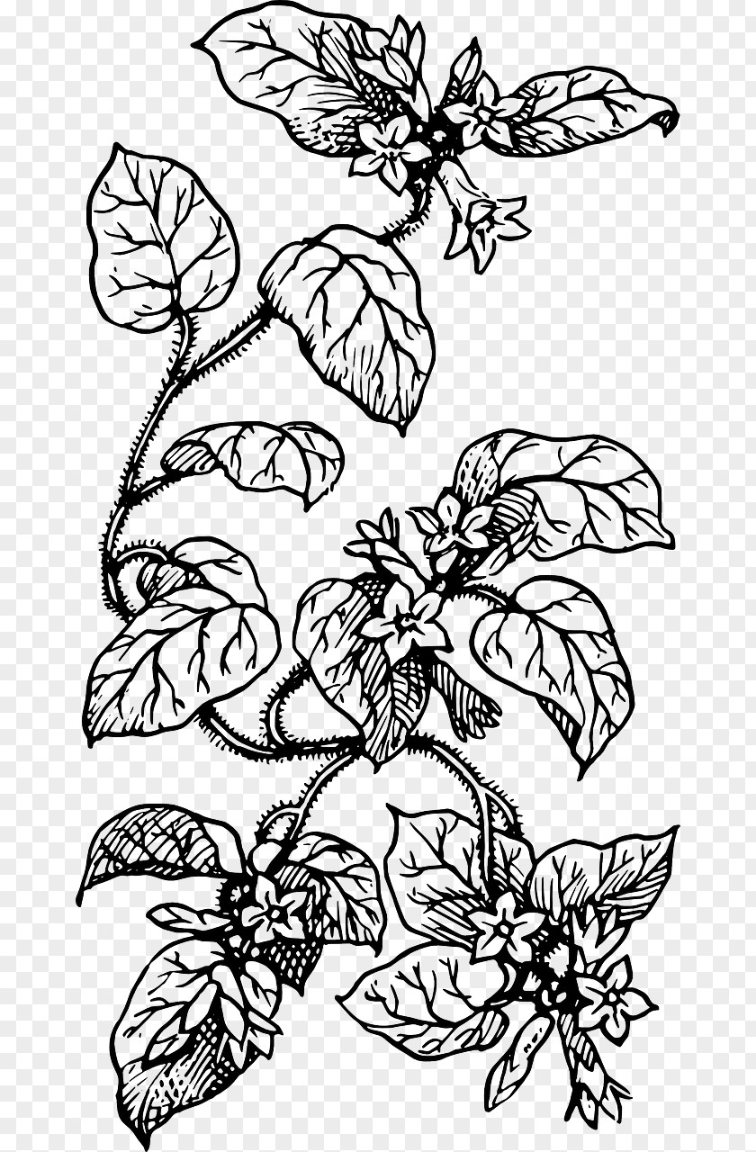 Flowering Plants Clip Art Vector Graphics Line Drawing Coloring Book PNG