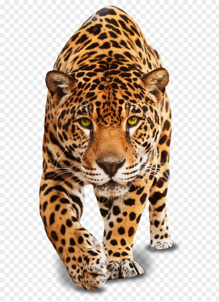 Jaguar Cars Leopard E-Type Clip Art PNG
