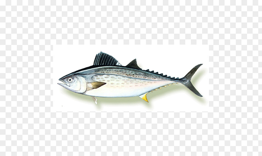 Mackerel Fish Products Sardine Oily 09777 PNG