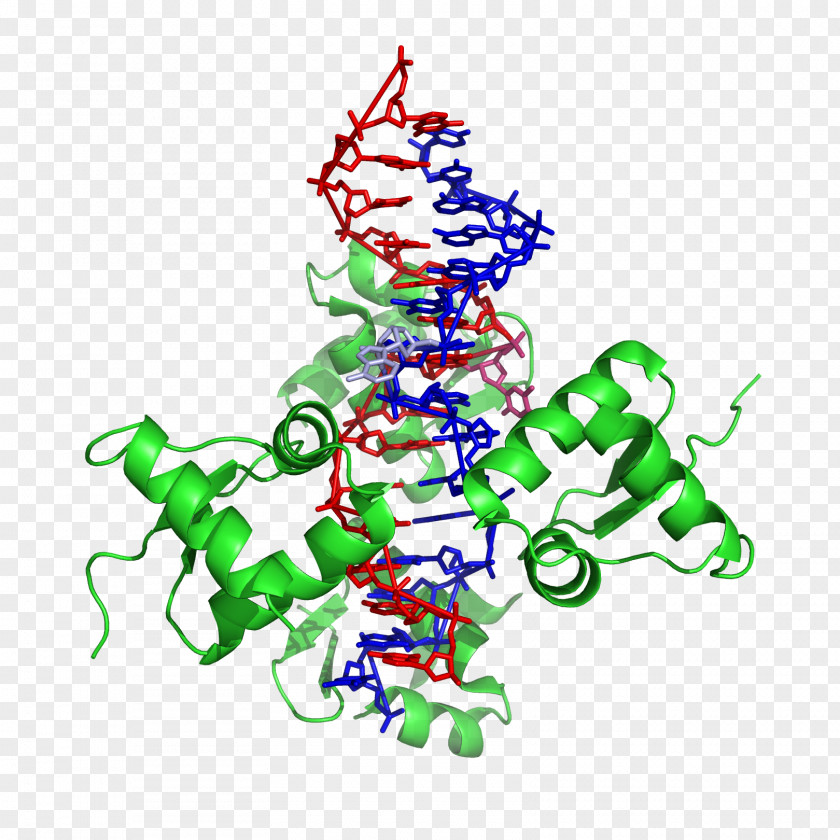 DNA Z-DNA Nucleic Acid Double Helix ADAR A-DNA PNG