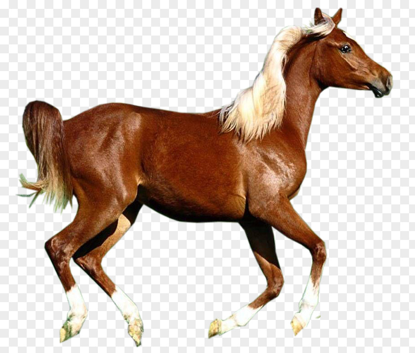 Horse Image Clip Art Computer File PNG