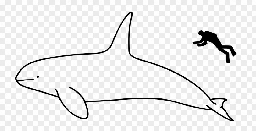 Killer Whale Marine Mammal Bowhead Cetacea PNG