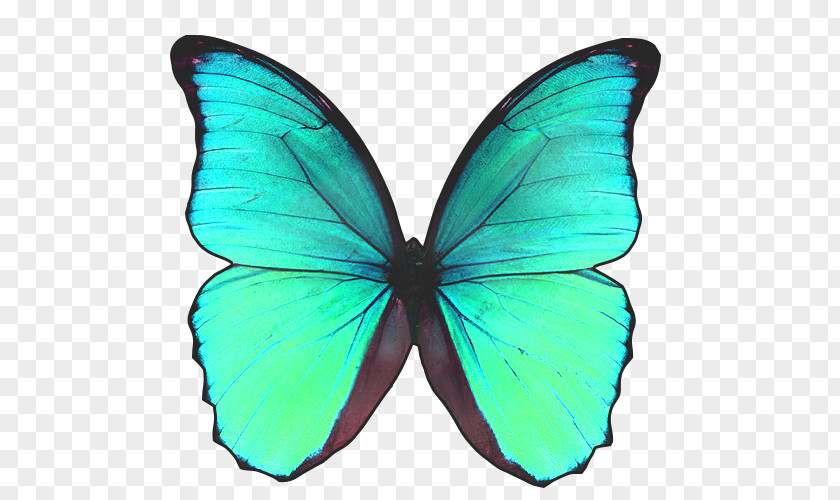 Papilio Ulysses Monarch Butterfly Blue Morpho Pieridae Gossamer-winged Butterflies PNG
