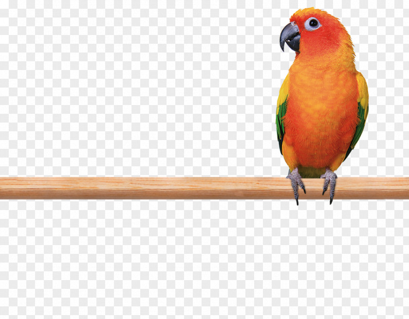 Parrot Budgerigar Lovebird Macaw PNG