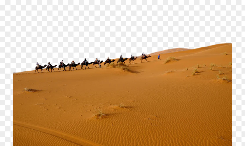 Camel Landscape Desert Sand Erg Aeolian Landform Sahara PNG
