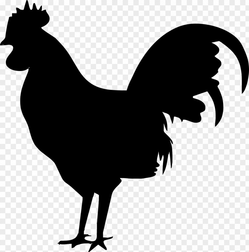 Chicken Rooster Bird Black Beak PNG