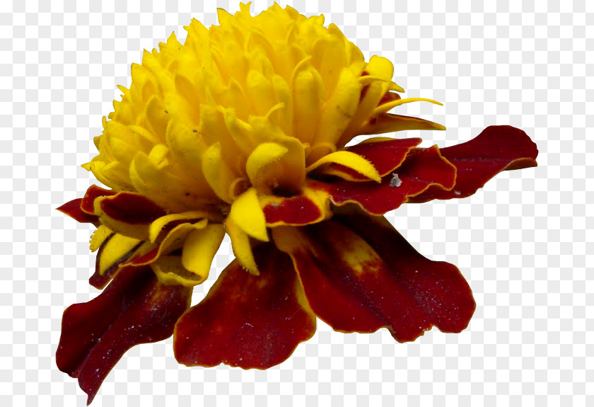 Chrysanthemum Cut Flowers PNG