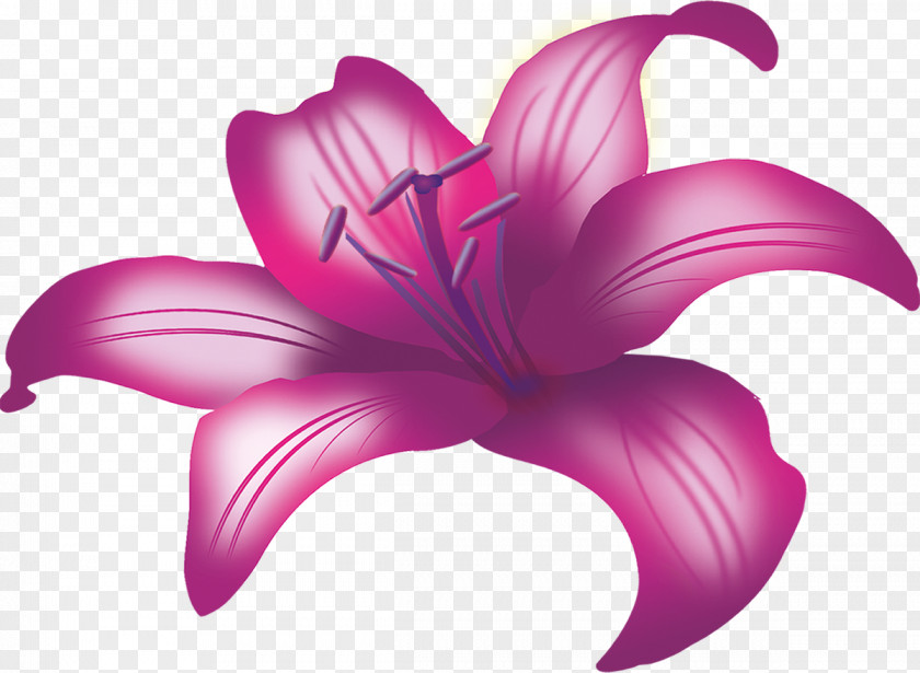 Lilly Flower Lilium Plant Purple Google Images PNG