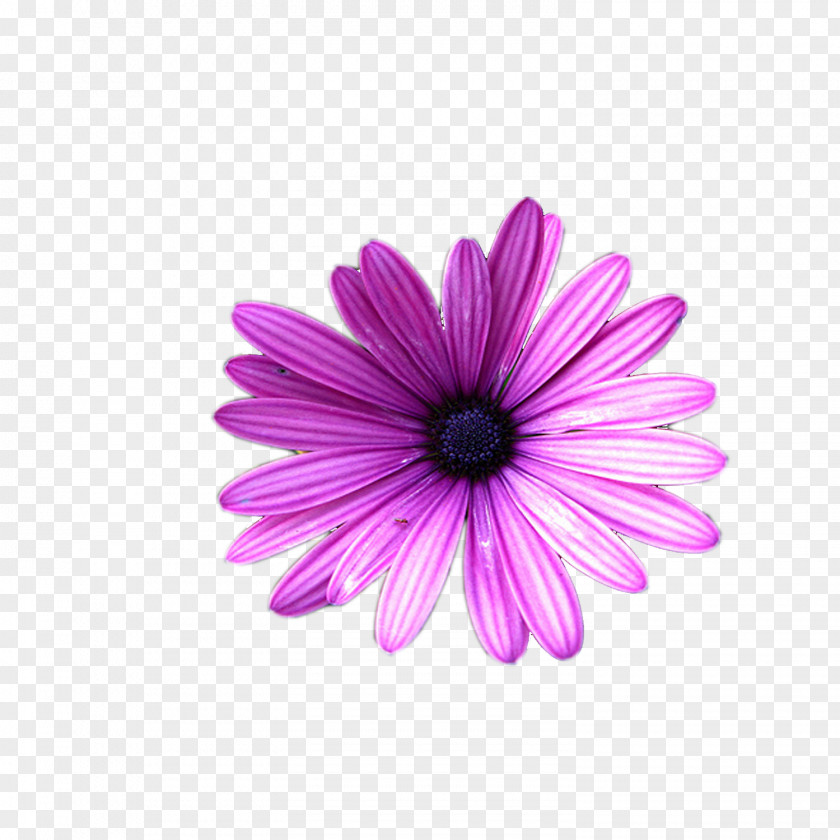 Violet Transvaal Daisy Margarita Chrysanthemum Close-up PNG