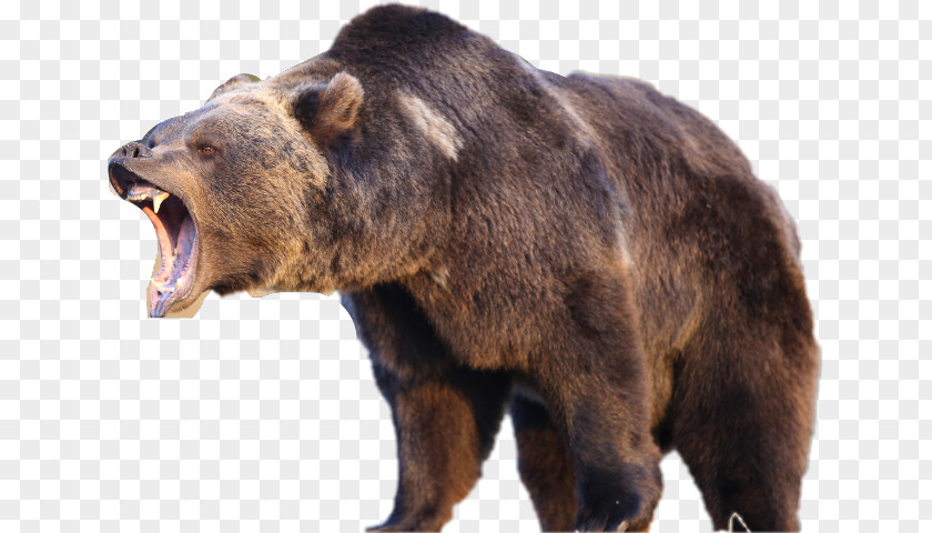 Bear Yellowstone National Park American Black Grizzly Polar PNG