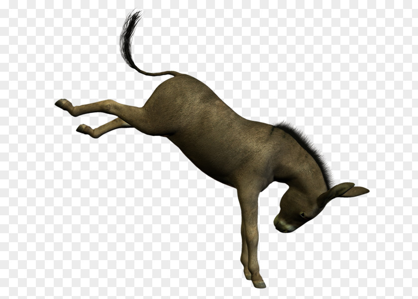 Burro Sticker .de Car .cz PNG