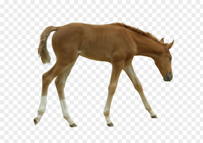 Mustang Foal Mare Colt Stallion PNG