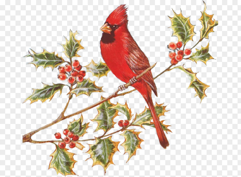 Venue European Robin Finches Holly Aquifoliales Flora PNG