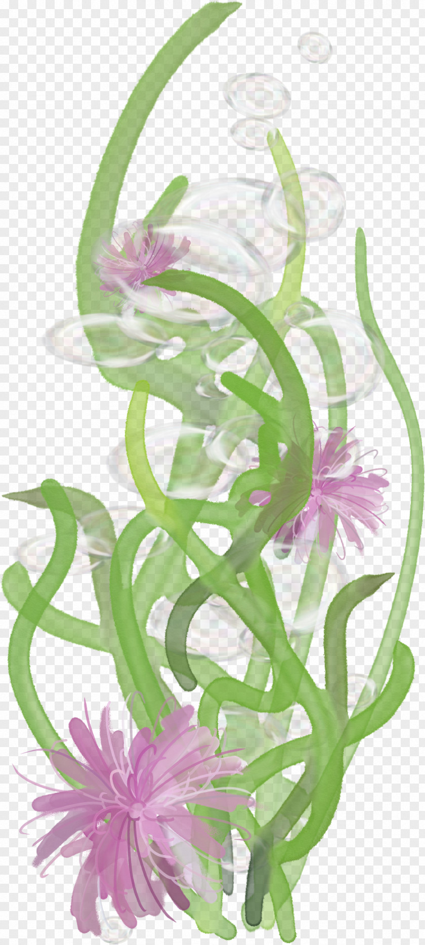 Algae Plant Rattan Floral Design Clip Art PNG
