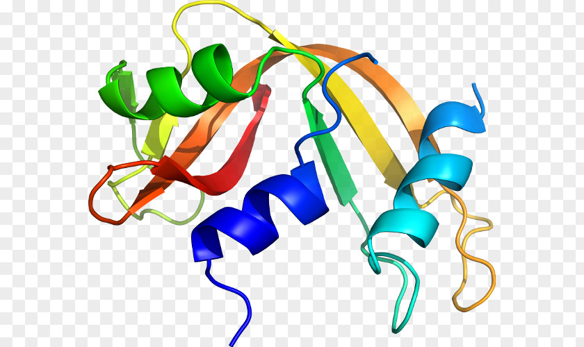 Camelid Antibodies Clip Art Product Line PNG